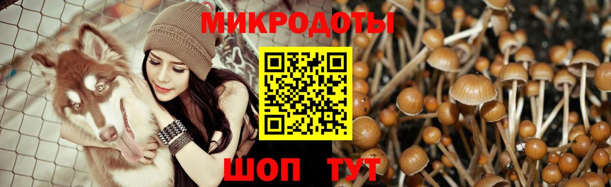Псилоцибиновые грибы Psilocybe Звенигород